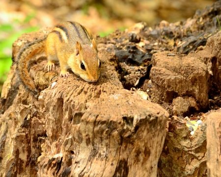 Chipmunk sitting on a tree stump looking for food.の写真素材