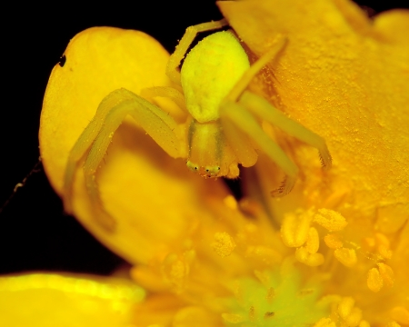 A macro closeup of a Crab Spider perched on a flower.の写真素材