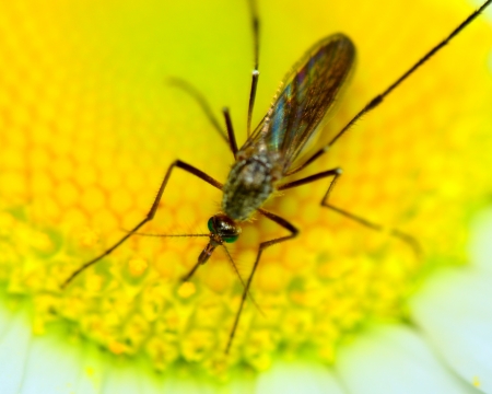 A Mosquito perched on a flower feeding.の写真素材