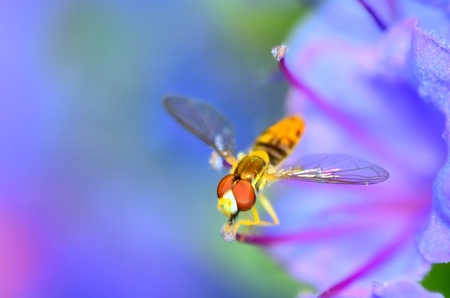Hoverfly perched on a flower collecting pollen.の写真素材