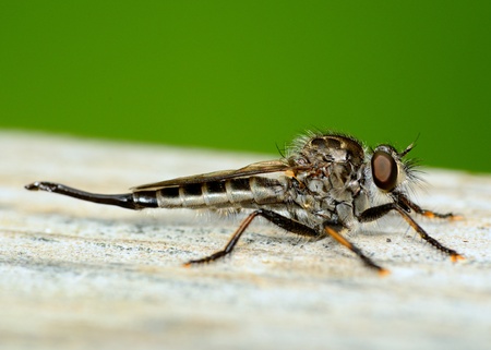 Robber Fly perched on a wooden plank.の写真素材