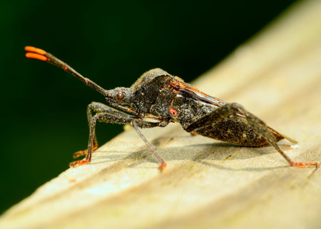 Side view of a stink bug or shield bug.