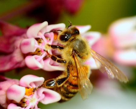 Honey Bee collecting pollen from a flower.