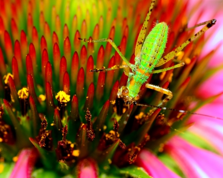 A katydid nymph perched on a flower.の写真素材