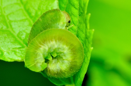 A macro closeup of a  Caterpillar curled up on a plant leaf.の写真素材