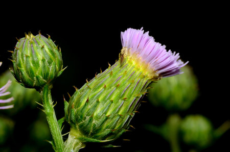 Thistle Blossom closeup macro showing the flower about to bloom.