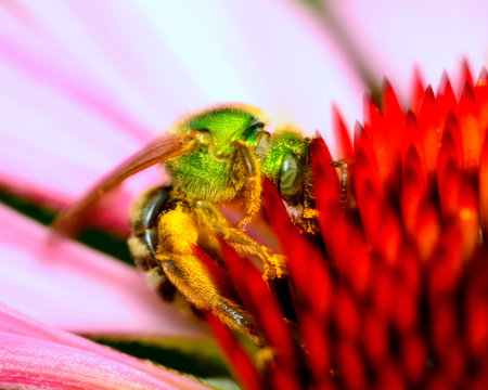 Green Metallic Bee perched on a flower collecting pollen.