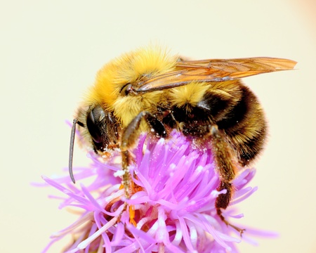 Bumble Bee perched on a flower top.の写真素材