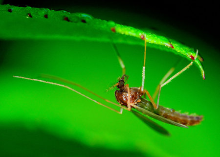 A Mosquito perched under a plant leaf.
