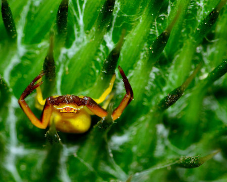 A macro closeup of a Crab Spider perched on a thistle waiting for prey.
