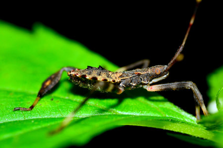 Assassin Bug  perched on a green plant leaf.