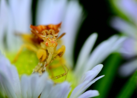An Ambush Bug perched on a flower eating prey.の写真素材