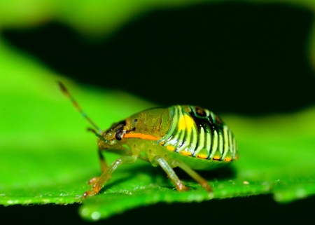 A Beetle perched on a plant leaf.の写真素材