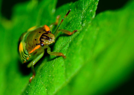 A Beetle perched on a plant leaf.