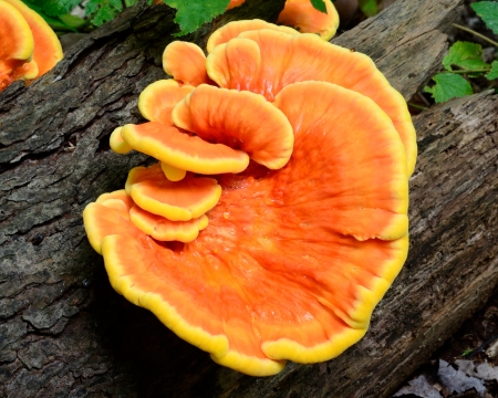 Orange Fungus growing on a decaying tree in the woods.の写真素材
