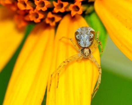 A macro closeup of a Crab Spider perched on a flower.の写真素材