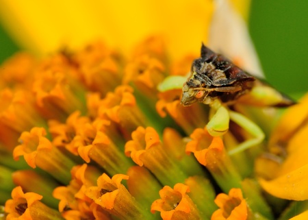 An Ambush Bug perched on a flower petal.の写真素材