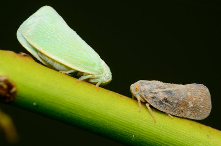 Macro shot of two Leafhoppers insect perched on a green plant stem.