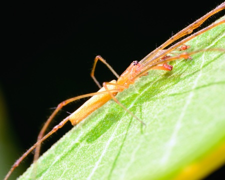 Long-jawed Orb Weaver perched on a green plant leaf.の写真素材