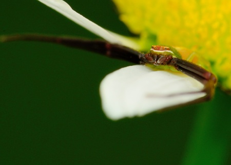 A macro closeup of a Crab Spider perched on a flower.の写真素材