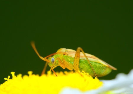 A Beetle perched on top of a flower.の写真素材