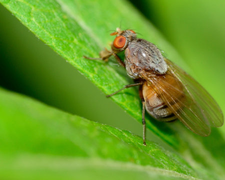 Macro closeup of a fly perched on a plant.