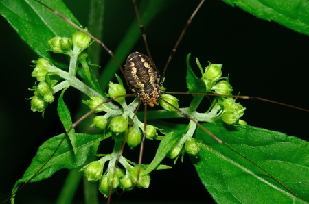Harvestmen Spider perched on a green plant leaf.の写真素材