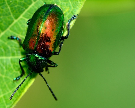 Dogbane Beetle perched on a green plant leaf.の写真素材