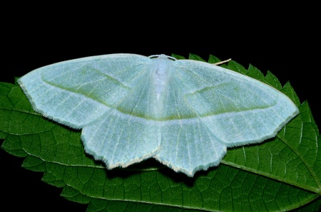 Dogbane Tiger Moth perched on a plant leaf.の写真素材