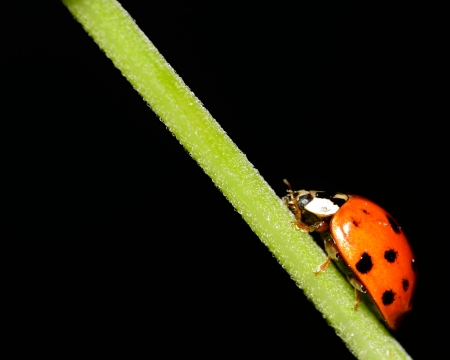 Ladybug perched on a green plant stem.の写真素材