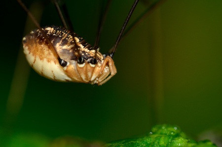 Harvestmen Spider perched on a green plant leaf.の写真素材