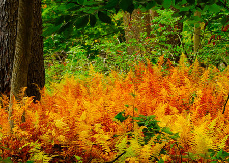 Autumn Woodland Ferns changing colors in late September.の写真素材