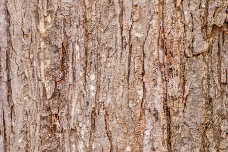Tree Bark Background for wallpaper or art.