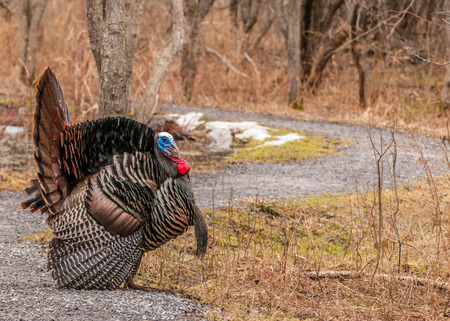 Strutting male wild turkey displaying in the spring mating season.の写真素材
