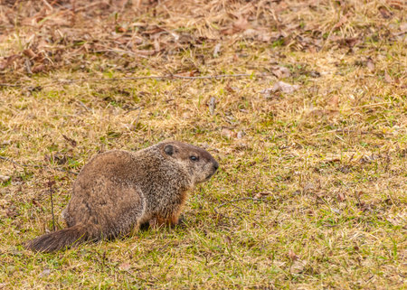 A ground hog sitting in the grass.