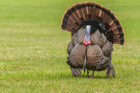 Wild turkey strutting for a mate in the spring mating season.の写真素材