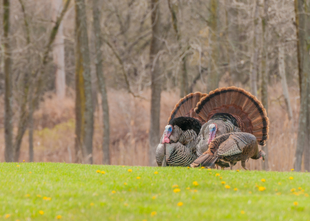 Strutting male wild turkey displaying in the spring mating season.の写真素材