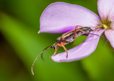 Beetle perched on a purple  flower petal.の写真素材