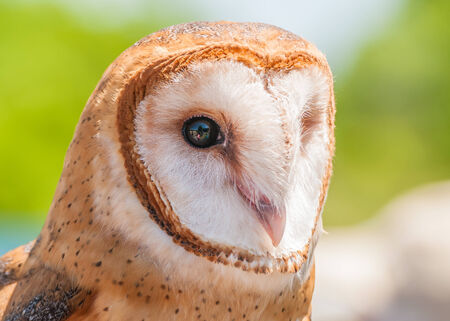 Barn Owl closeup headshot looking right.の写真素材