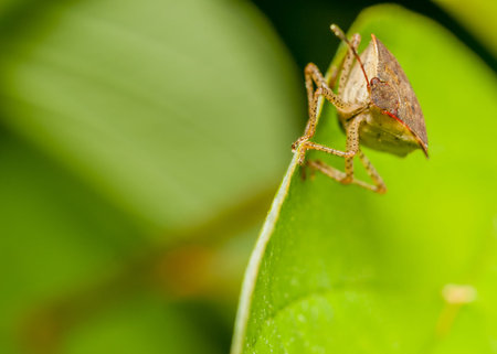 Brown Shield Bug clinging to the edge of a plant leaf.