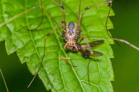 Harvestmen Spider perched on a green leaf with prey.