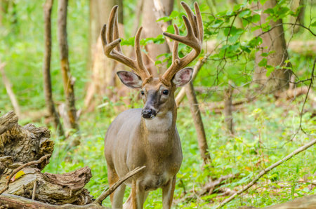 Whitetail Deer Buck In Velvet standing in the woods.