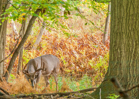 Whitetail Deer Buck standing in a woods.の写真素材