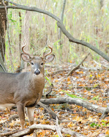 Whitetail Deer Buck standing in a woods.の写真素材