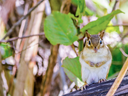 A Chipmunk perched on a tree stump.