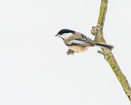 Black-capped Chickadee perched on a tree branch.の写真素材