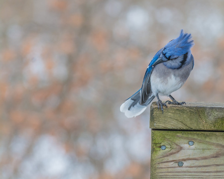 A Blue Jay perched on a wood post.の写真素材
