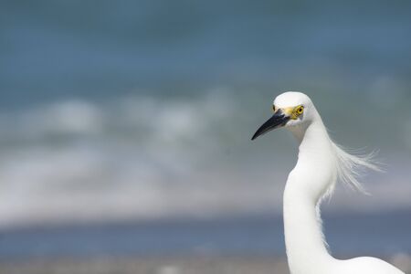 Close up head shot of a little white egret.の写真素材