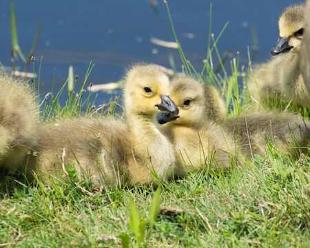 Three Canada goose goslings sitting in the grass.の写真素材