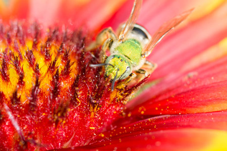 Green Metallic Bee perched on a flower collecting pollen.の写真素材